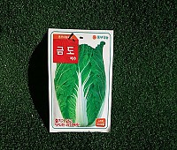 배추