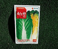 속노란배추